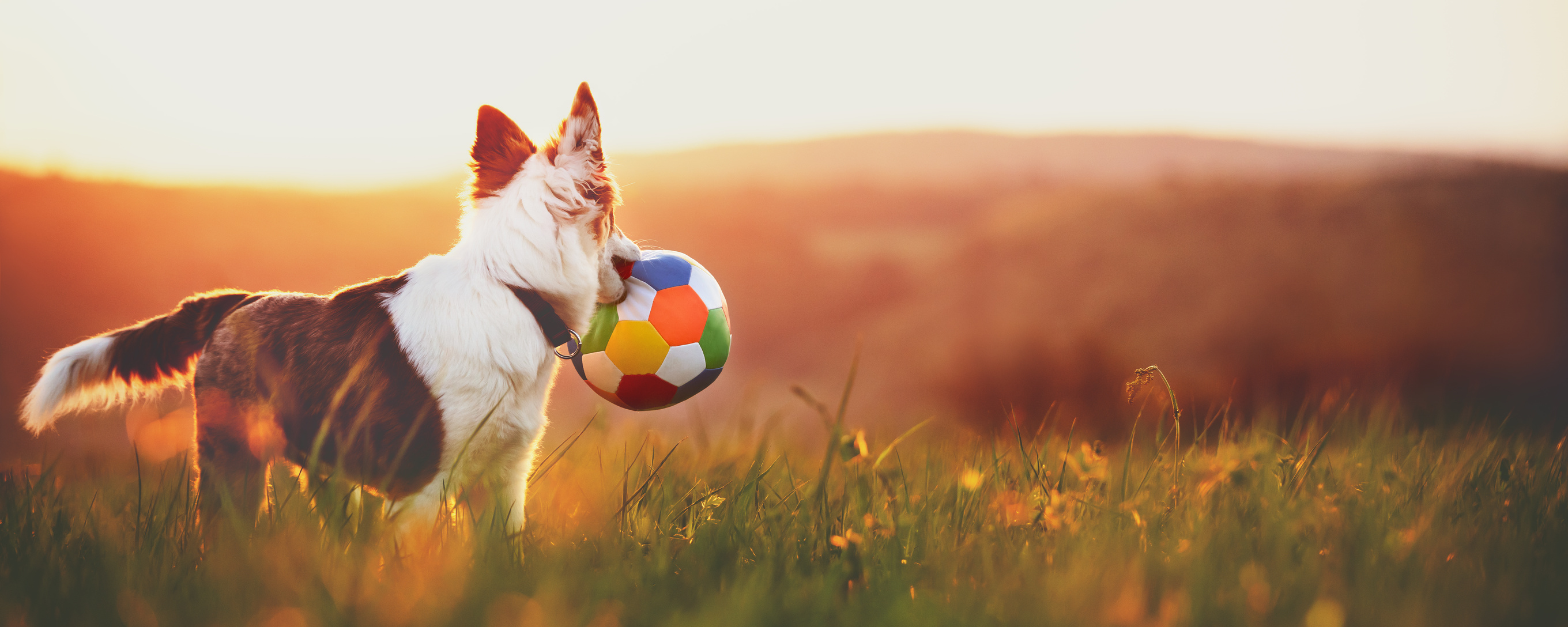 Panorama of Dog with Ball